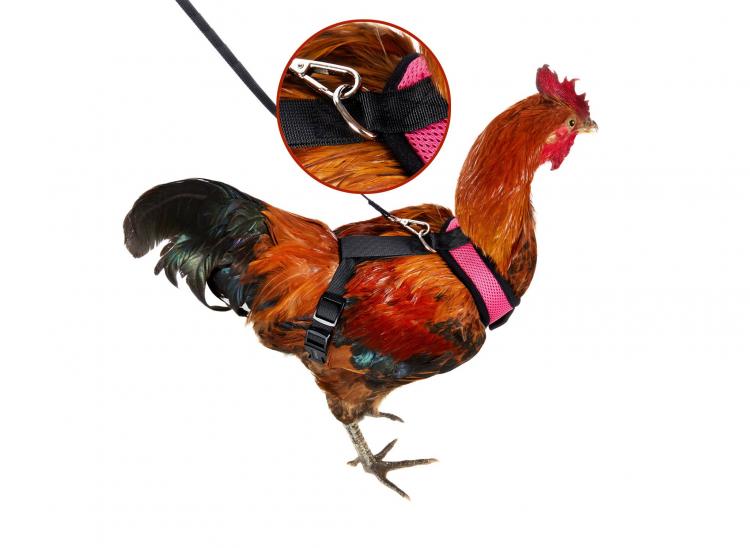 Chicken Harness Lets You Take Your Birds For a Walk - how to walk your chicken