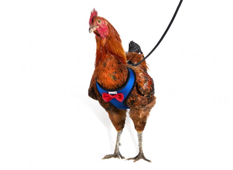 Chicken Harness Lets You Take Your Birds For a Walk - how to walk your chicken
