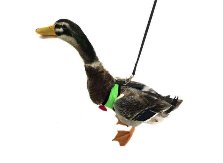 Chicken Harness Lets You Take Your Birds For a Walk - how to walk your chicken