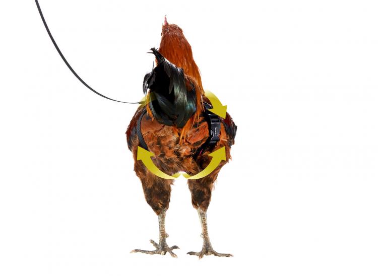 Chicken Harness Lets You Take Your Birds For a Walk - how to walk your chicken