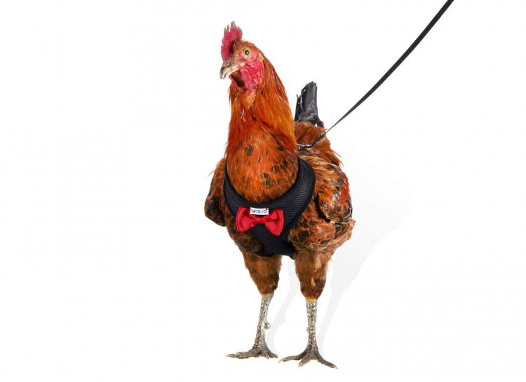Chicken Harness Lets You Take Your Birds For a Walk - how to walk your chicken