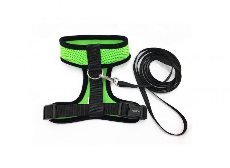 Chicken Harness Lets You Take Your Birds For a Walk - how to walk your chicken