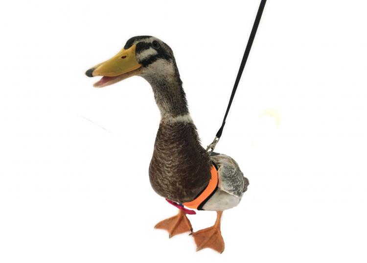 Chicken Harness Lets You Take Your Birds For a Walk - how to walk your chicken
