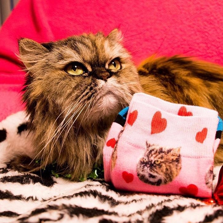 DivvyUp Custom Pet Face Dress Socks - Upload picture of cat or dog printed on dress socks