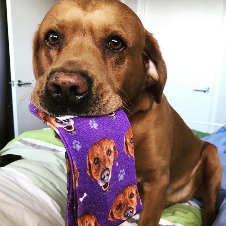 DivvyUp Custom Pet Face Dress Socks - Upload picture of cat or dog printed on dress socks