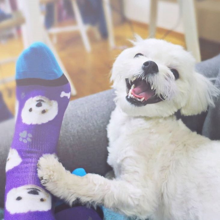 DivvyUp Custom Pet Face Dress Socks - Upload picture of cat or dog printed on dress socks
