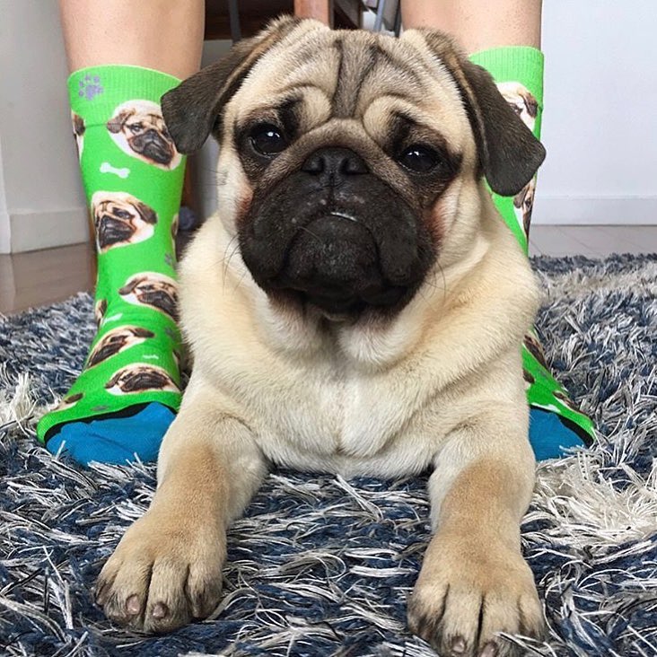 DivvyUp Custom Pet Face Dress Socks - Upload picture of cat or dog printed on dress socks
