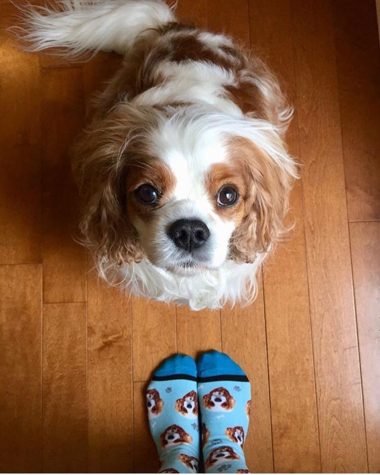 DivvyUp Custom Pet Face Dress Socks - Upload picture of cat or dog printed on dress socks