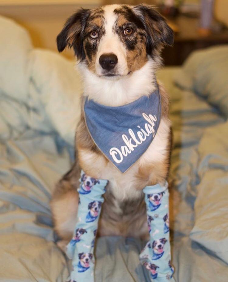 DivvyUp Custom Pet Face Dress Socks - Upload picture of cat or dog printed on dress socks