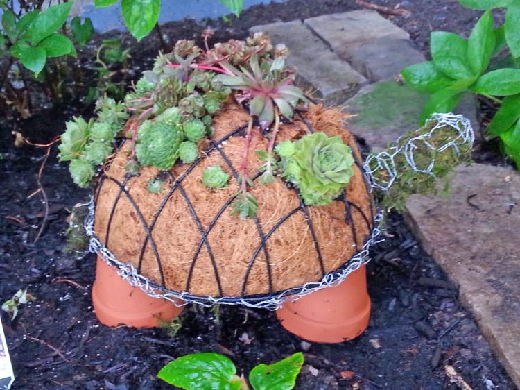 DIY Kit Lets You Grow an Adorable Turtle Made From Succulent Plants - Succulent plant turtle