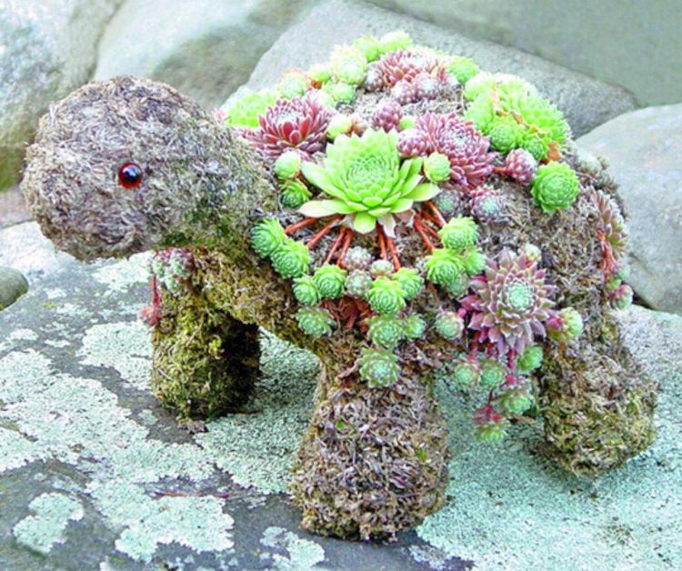 DIY Kit Lets You Grow an Adorable Turtle Made From Succulent Plants - Succulent plant turtle