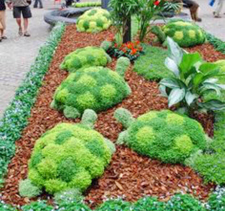 DIY Kit Lets You Grow an Adorable Turtle Made From Succulent Plants - Succulent plant turtle