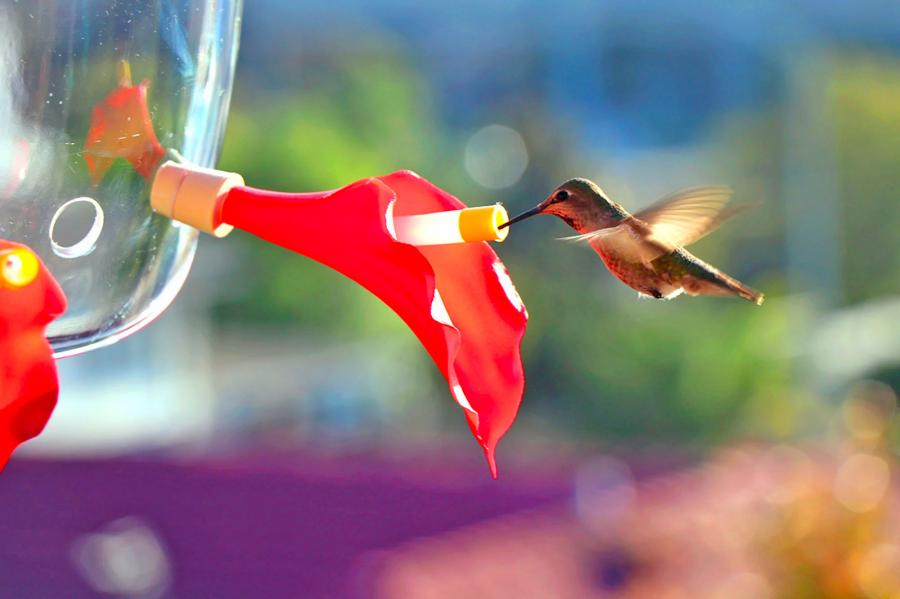 Hummviewer Hummingbird Feeder Face Shield Mask