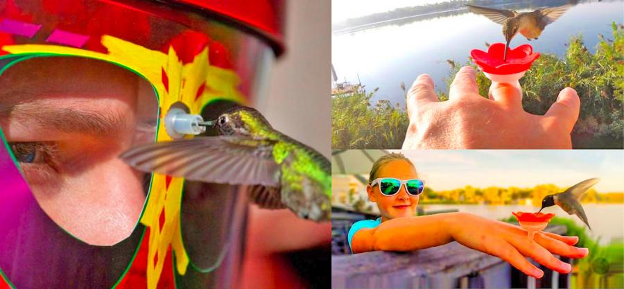 Hummviewer Hummingbird Feeder Face Shield Mask