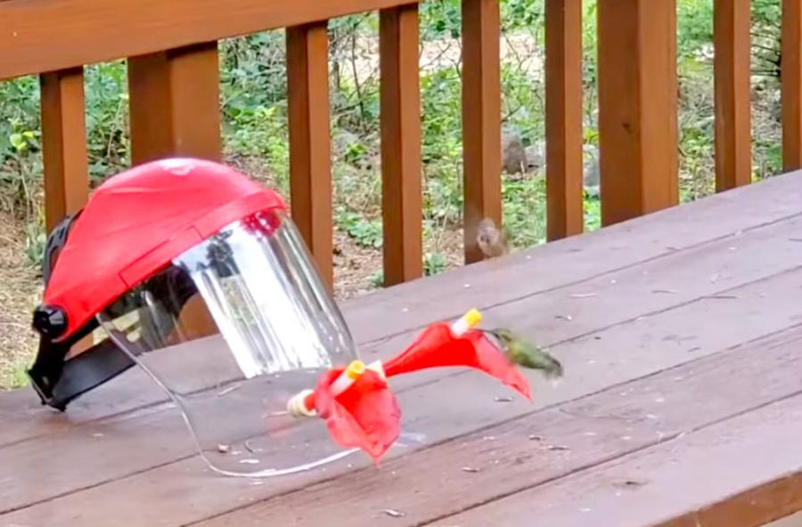 Hummviewer Hummingbird Feeder Face Shield Mask