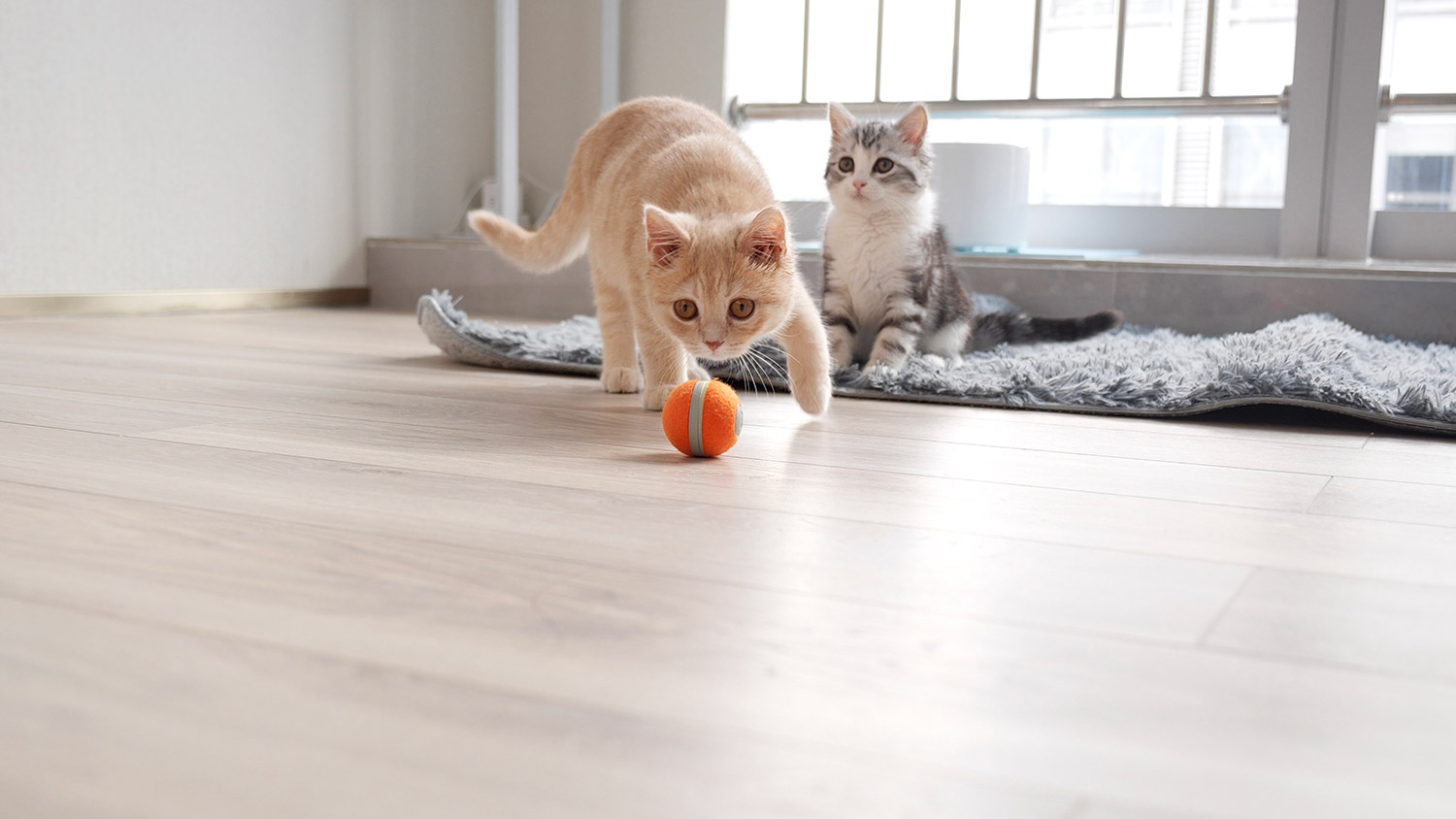 Cheerble Cat Board Game - Interactive Cat Board Game Has a Robotic Ball That Will Keep Them Busy For Hours
