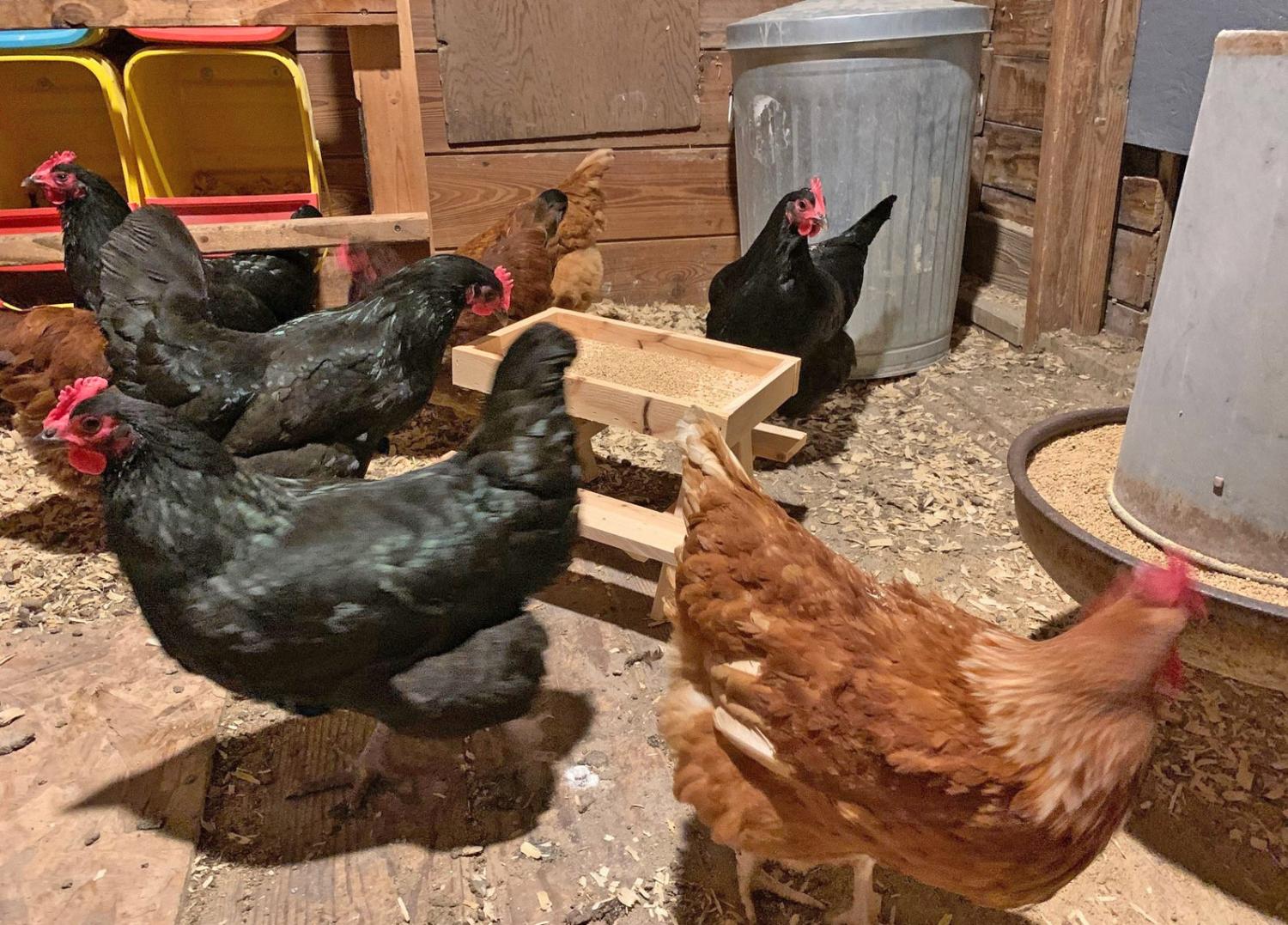 Mini Picnic Table For Chickens - Chicknic table - chicken picnic table