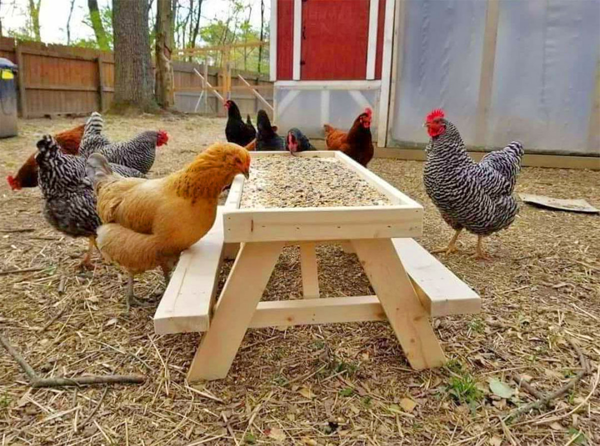 Mini Picnic Table For Chickens - Chicknic table - chicken picnic table