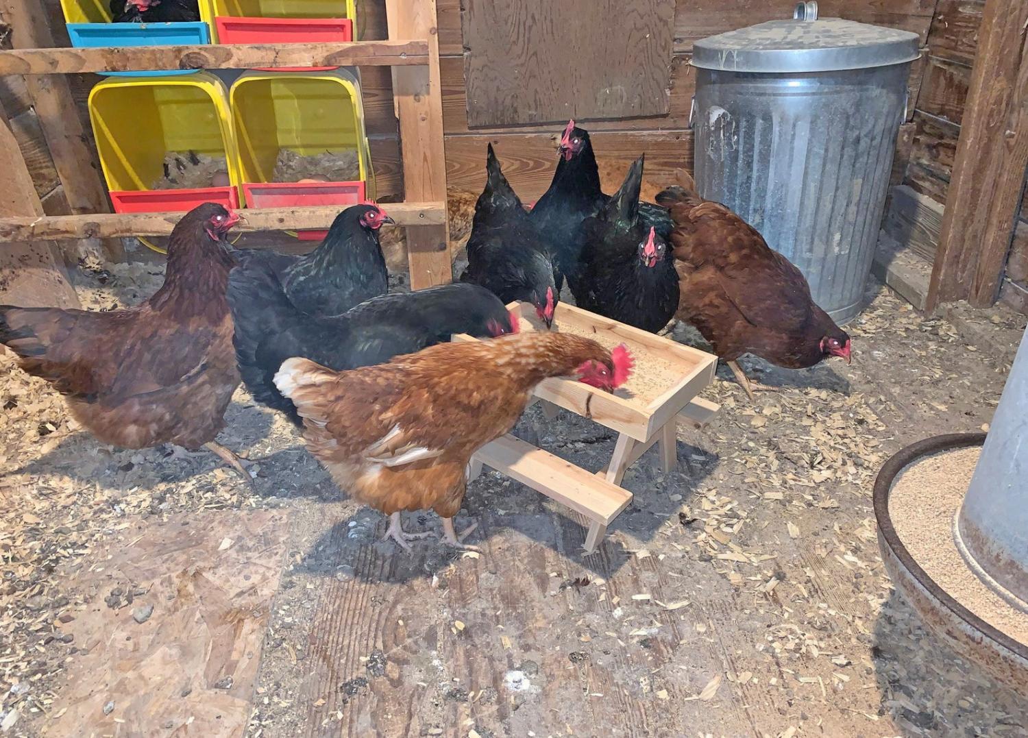 Mini Picnic Table For Chickens - Chicknic table - chicken picnic table