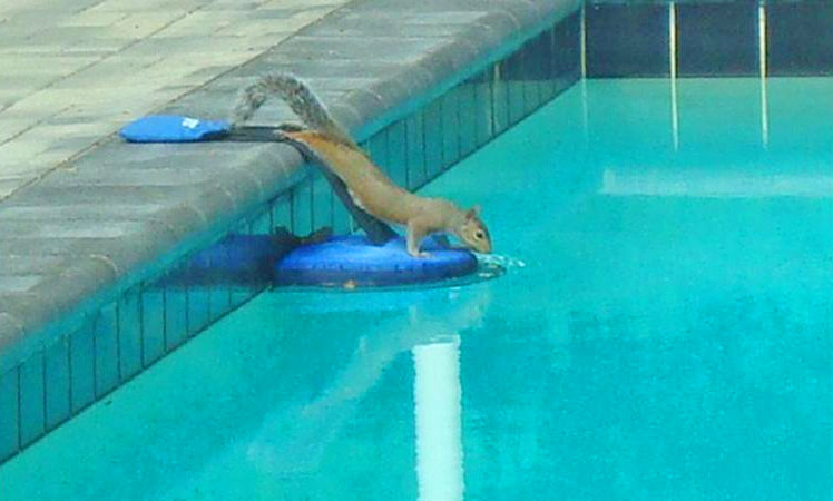 FrogLog Mini Pool Ramp - Frog Log Small critter animals pool ramp helps them to safety