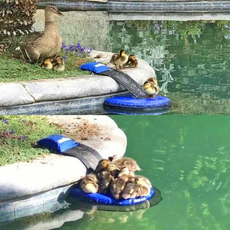 FrogLog Mini Pool Ramp - Frog Log Small critter animals pool ramp helps them to safety