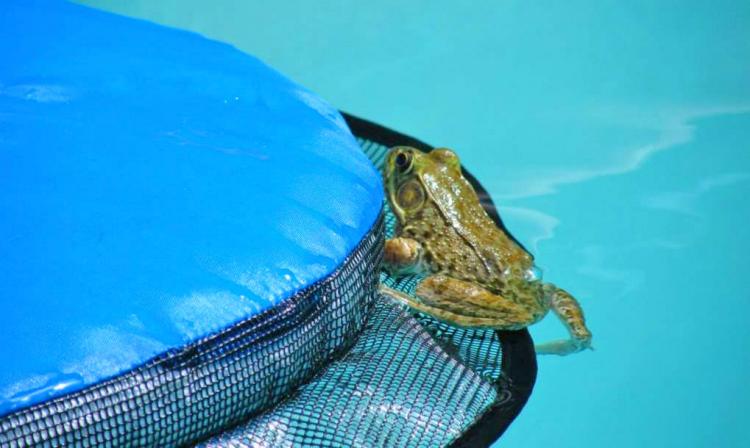 FrogLog Mini Pool Ramp - Frog Log Small critter animals pool ramp helps them to safety