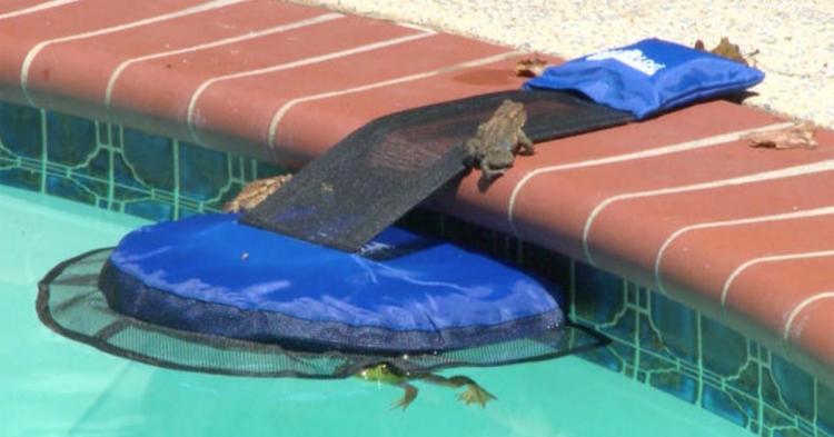 FrogLog Mini Pool Ramp - Frog Log Small critter animals pool ramp helps them to safety