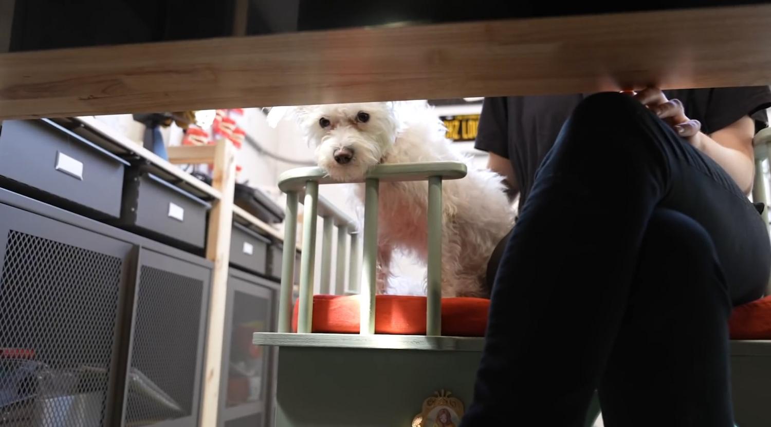 Office Chair Has Extra Room To The Side For Your Cat or Dog