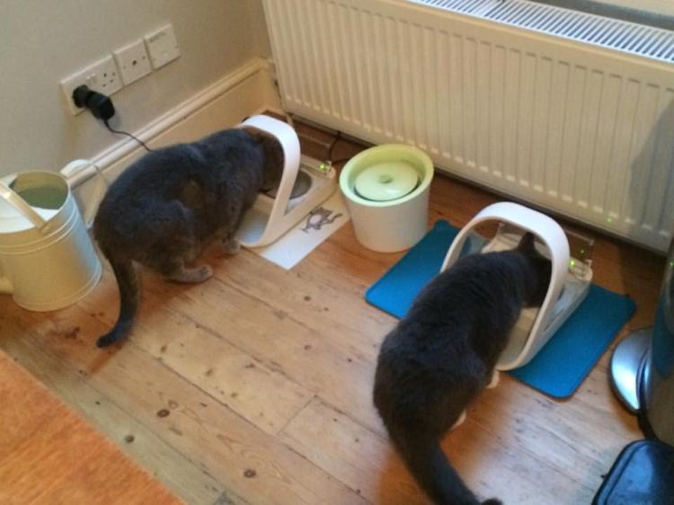 SureFeed Microchip Pet Feed Scanning Food Bowl