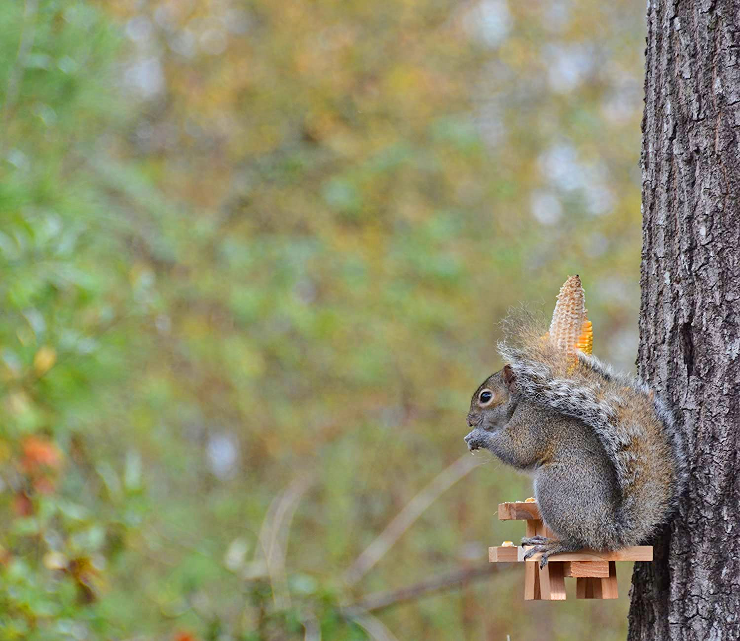 Picnic Table Squirrel Feeder