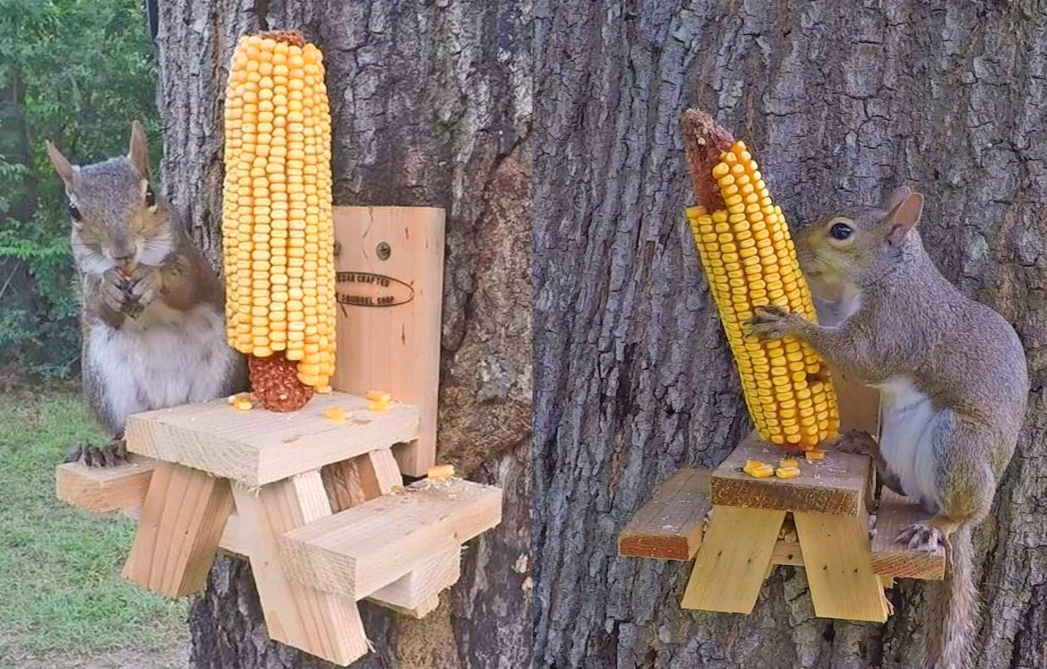 Picnic Table Squirrel Feeder