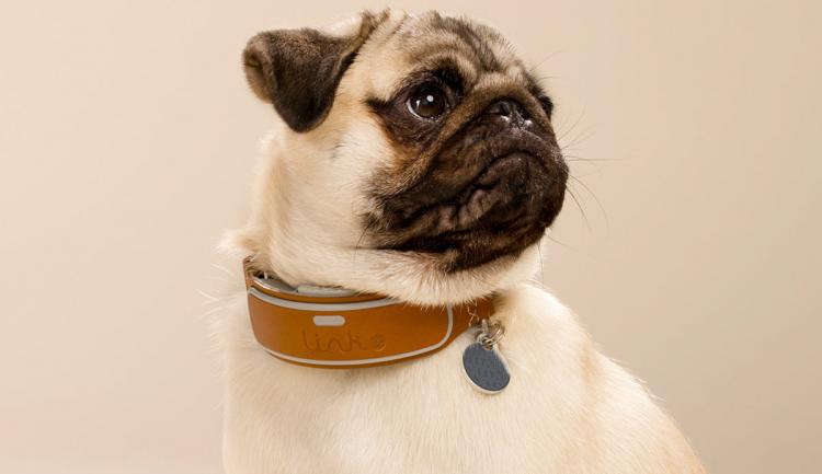 Link AKC Smart Dog Collar - Dog collar tracks dog with GPS - Activity Tracker dog collar