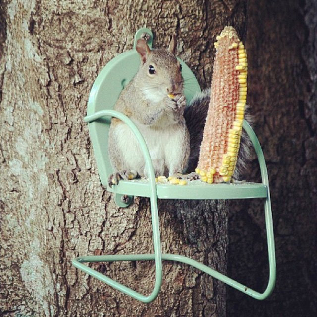 Squirrel Chair Corn Cob Feeder