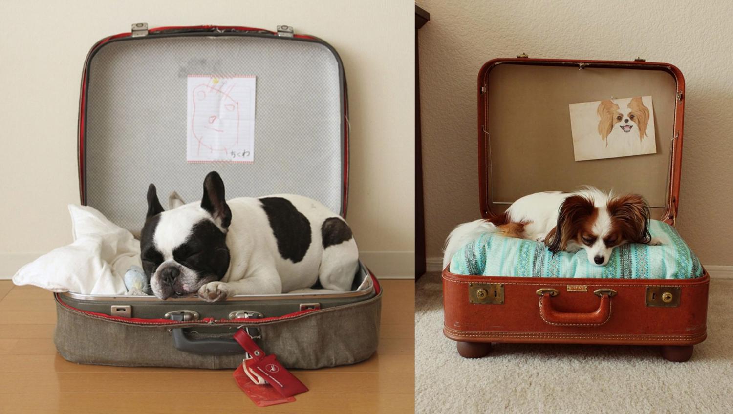 Vintage suitcase dog bed - DIY luggage dog bed