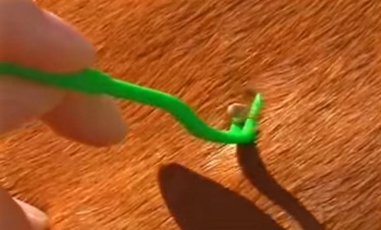 Tick Twister - How to properly remove ticks from humans, dogs, or cats - Twisting tick remover