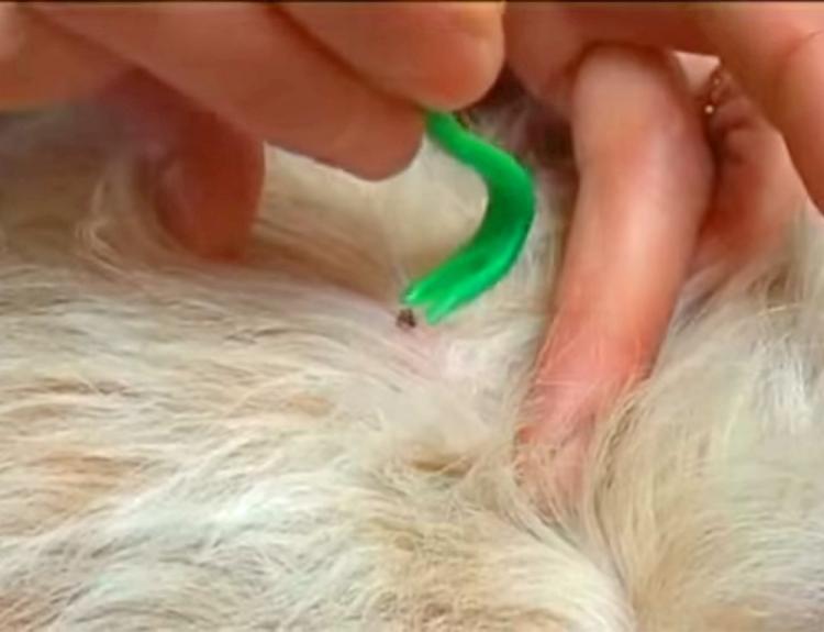 Tick Twister - How to properly remove ticks from humans, dogs, or cats - Twisting tick remover