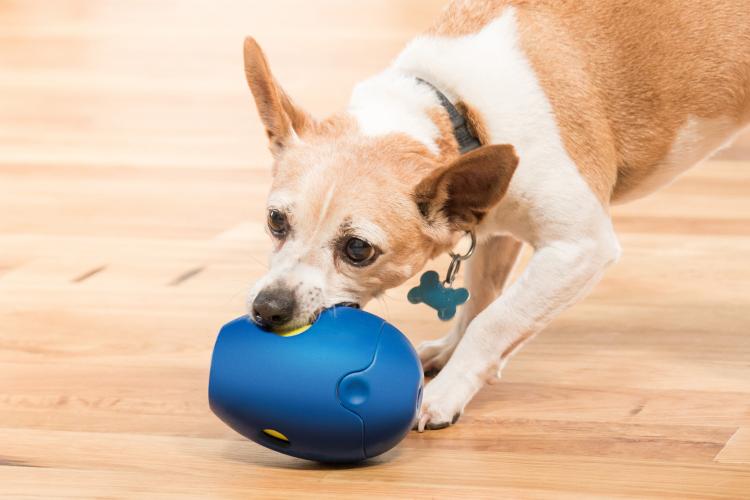 Tikr Time Released Egg Timer Treat Dispenser Dog Toy