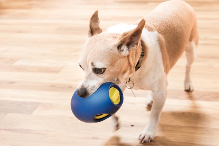 Tikr Time Released Egg Timer Treat Dispenser Dog Toy