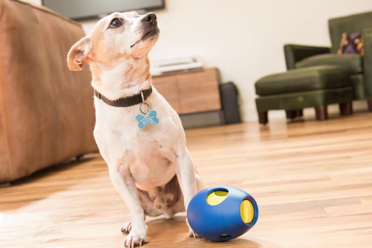 Tikr Time Released Egg Timer Treat Dispenser Dog Toy