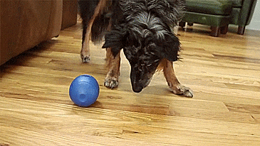 Tikr Time Released Egg Timer Treat Dispenser Dog Toy