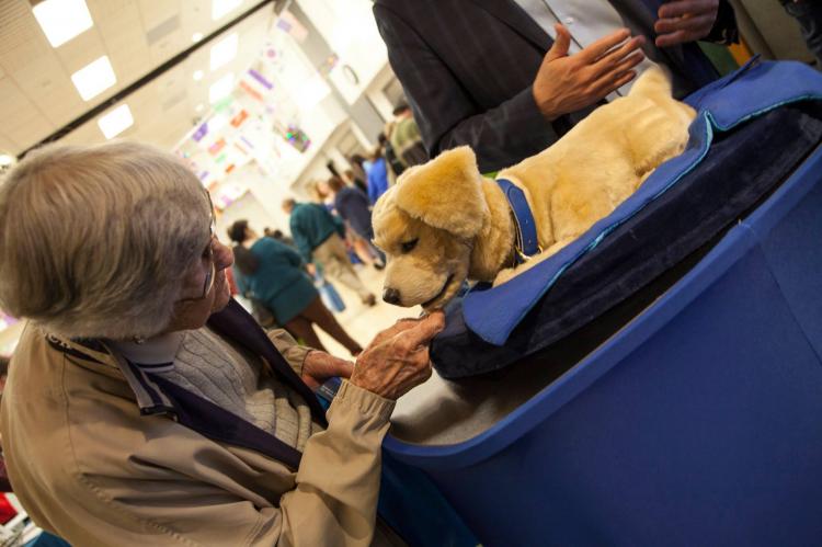 Tombot super-realistic dog robot - Elderly dementia emotional support animal robot