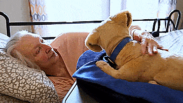 Tombot super-realistic dog robot - Elderly dementia emotional support animal robot