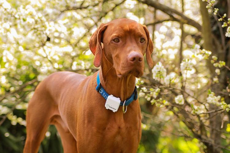 Tractive GPS Dog Tracker