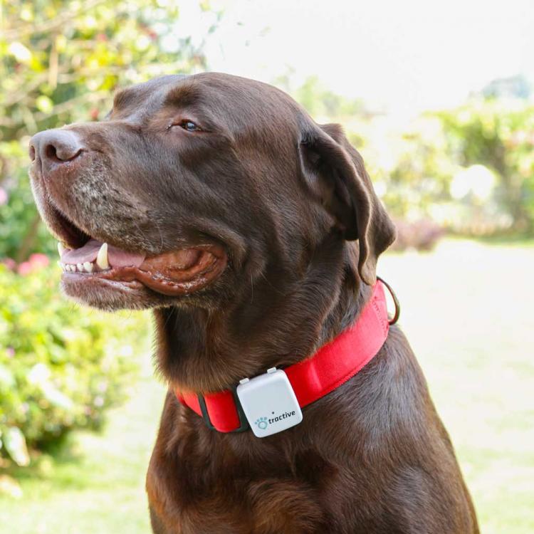 Tractive GPS Dog Tracker
