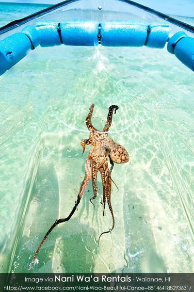 Transparent Kayak - See-Through Canoe
