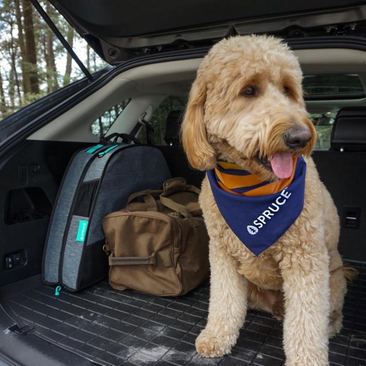 Spruce Pup Travel Dog Bed Folds In Half - Best camping dog bed