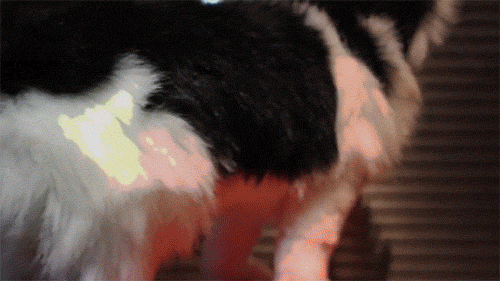 Twinkle Tush Cat Jewel Covers Butt