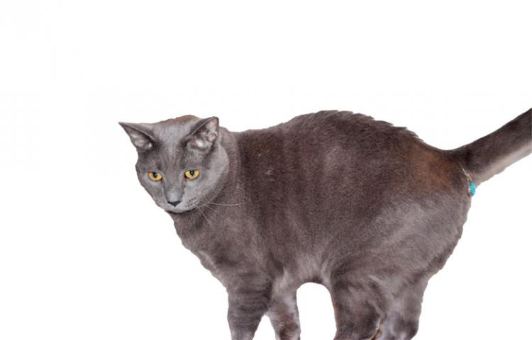 Twinkle Tush Cat Jewel Covers Butt