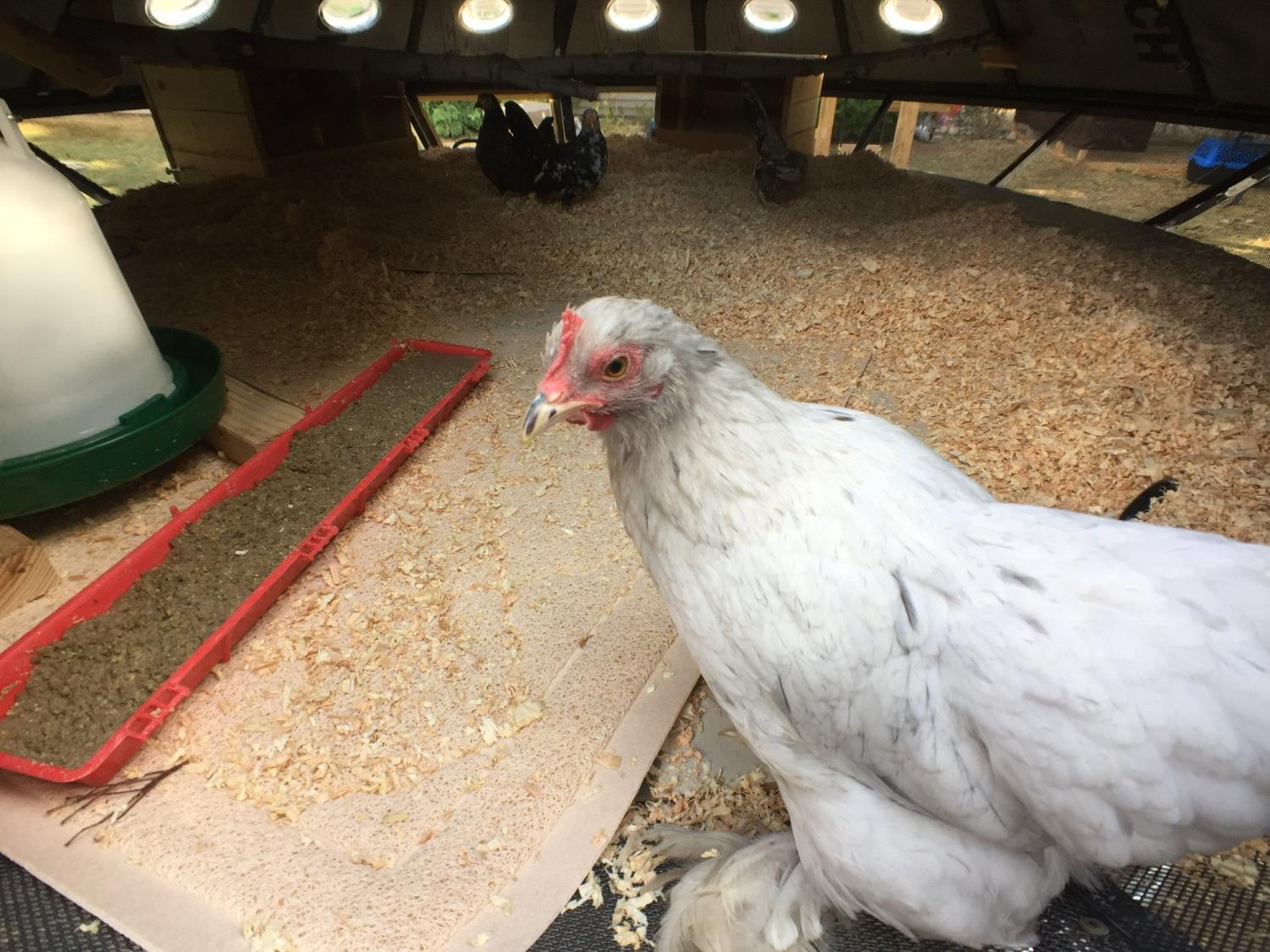 UFO Chicken Coop - Aliens Flying Saucer Chicken Coop DIY project