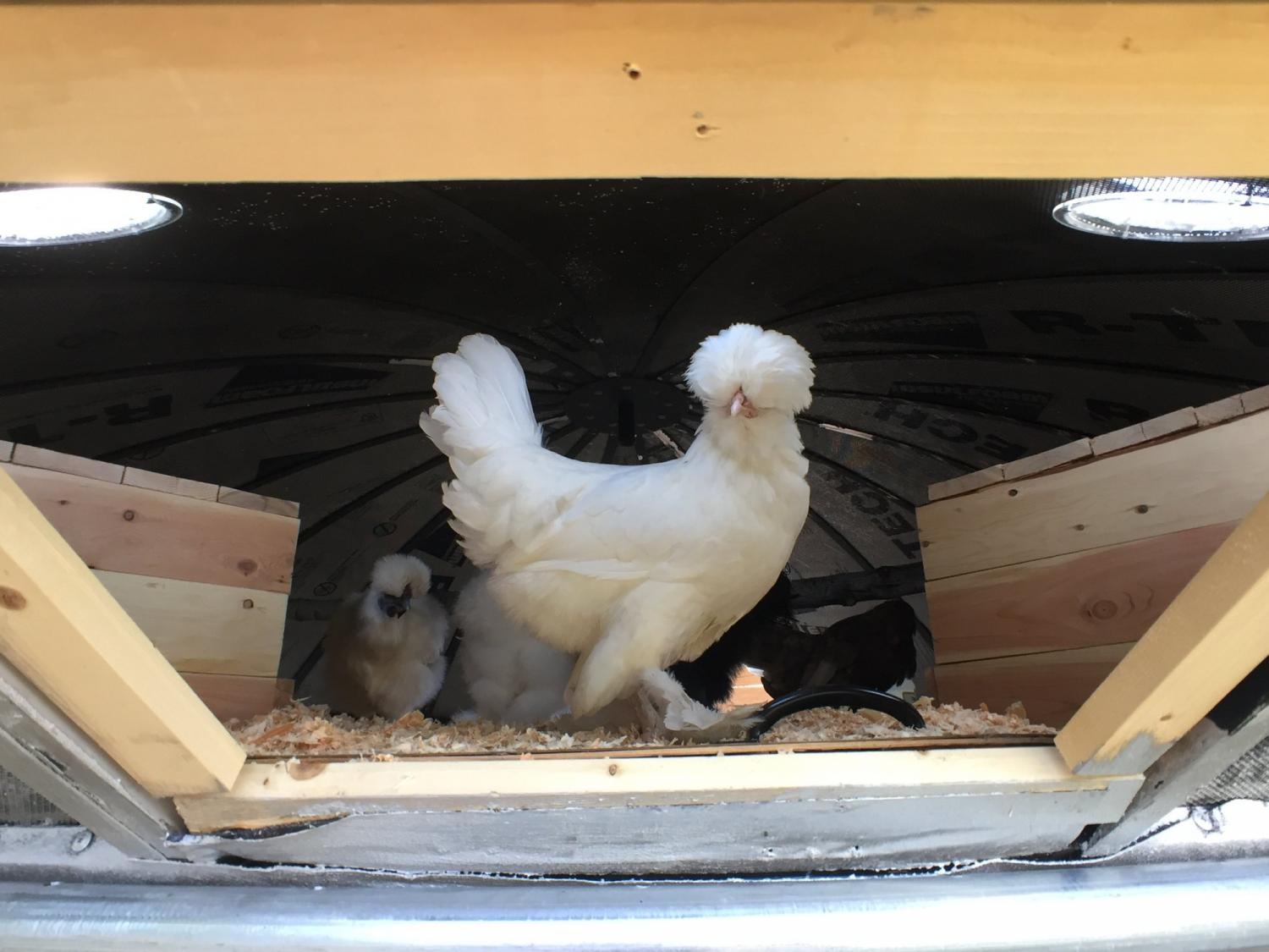 UFO Chicken Coop - Aliens Flying Saucer Chicken Coop DIY project